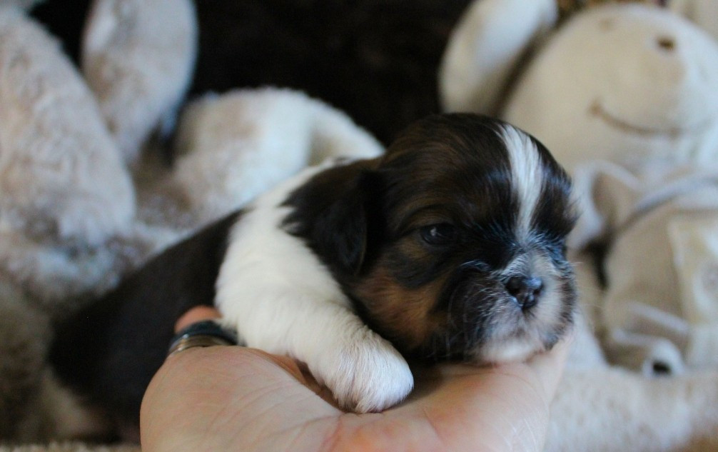 Des Merveilles Du Mas - Chiots disponibles - Shih Tzu