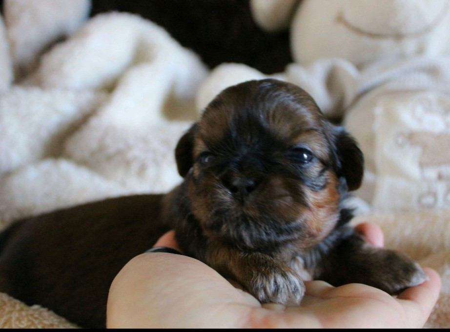 Des Merveilles Du Mas - Chiots disponibles - Shih Tzu
