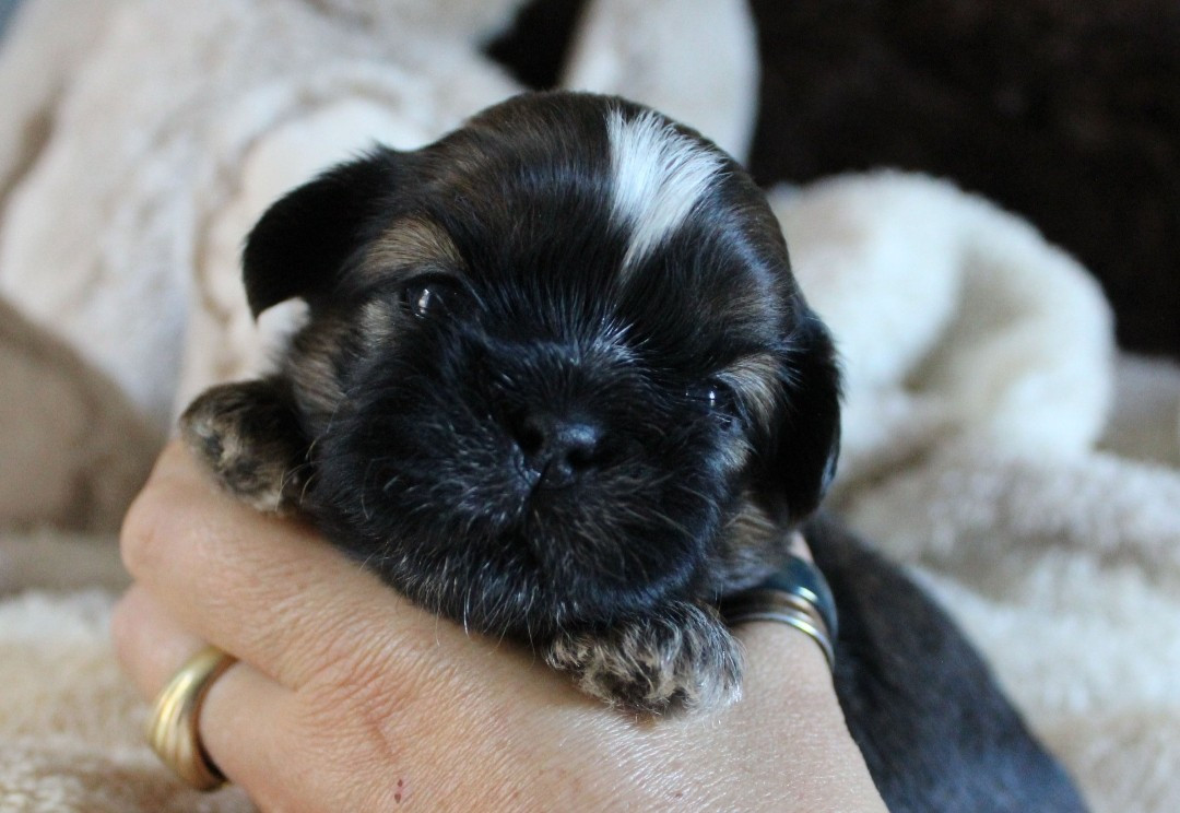 Des Merveilles Du Mas - Chiots disponibles - Shih Tzu
