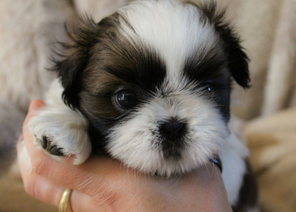 Des Merveilles Du Mas - Chiots disponibles - Shih Tzu