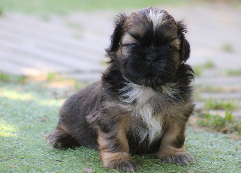 Des Merveilles Du Mas - Chiots disponibles - Shih Tzu