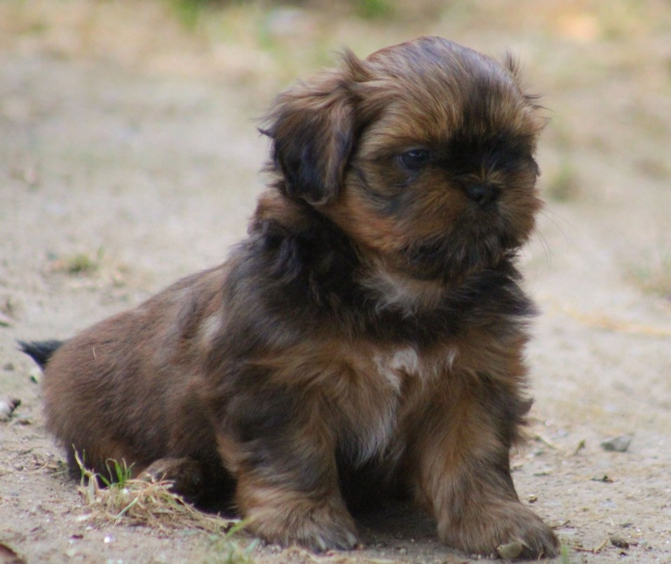 Des Merveilles Du Mas - Chiots disponibles - Shih Tzu