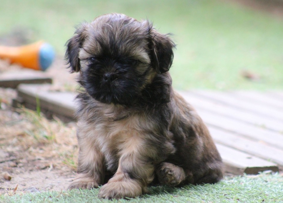 Des Merveilles Du Mas - Chiots disponibles - Shih Tzu