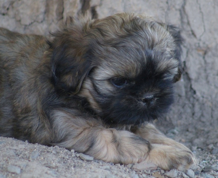 Des Merveilles Du Mas - Chiots disponibles - Shih Tzu