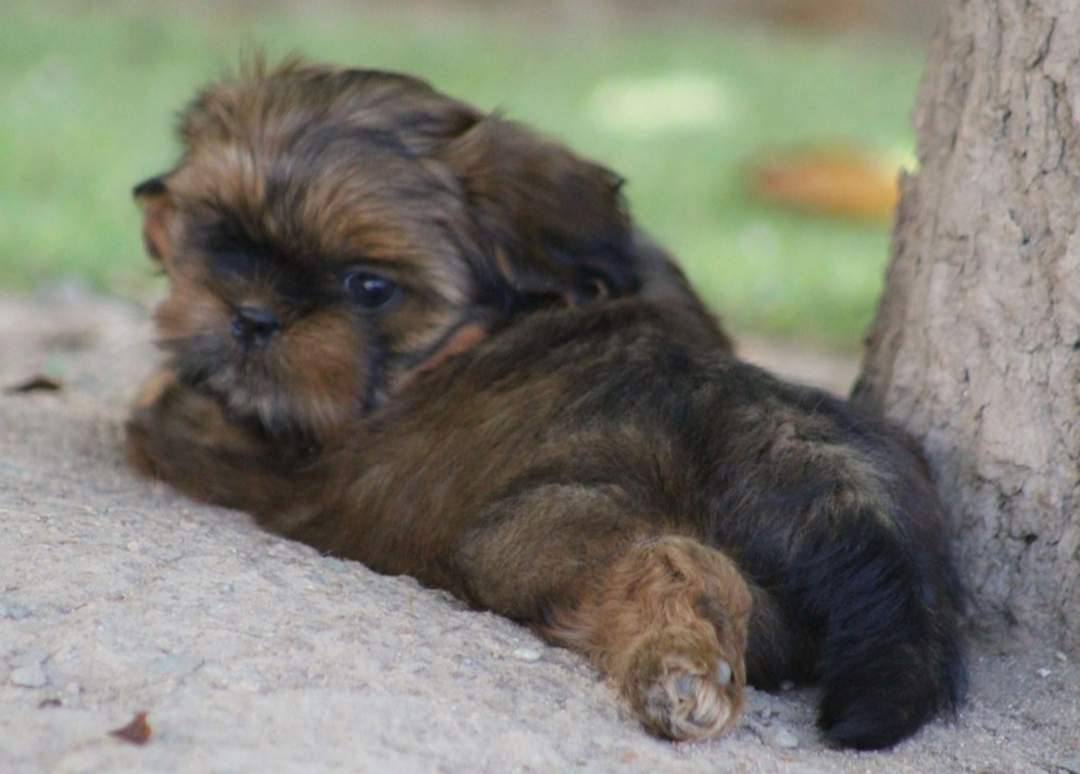 Des Merveilles Du Mas - Chiots disponibles - Shih Tzu