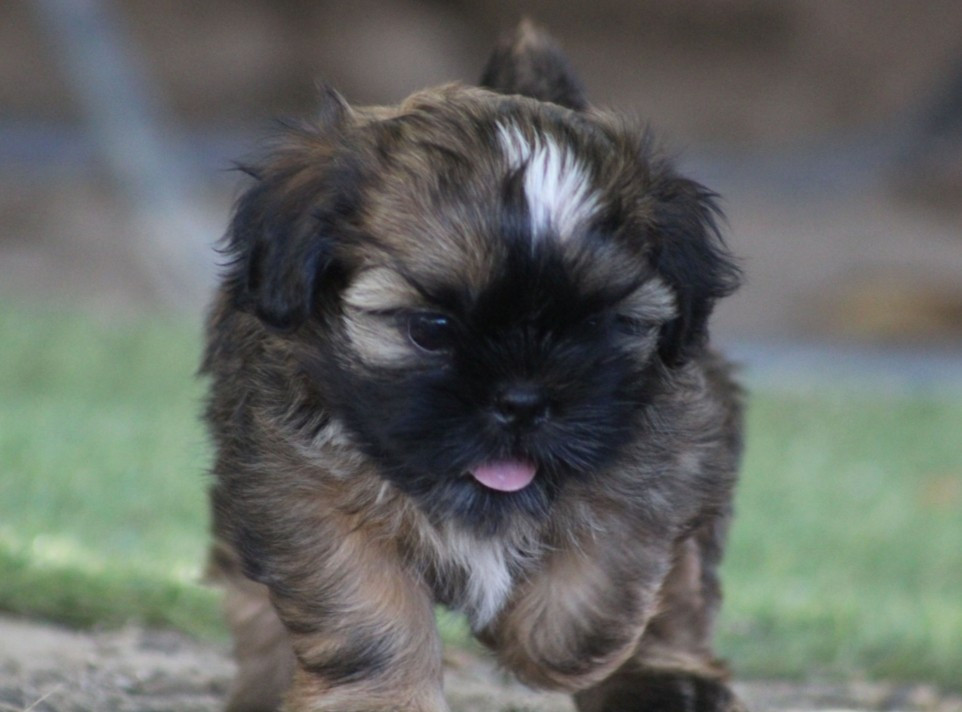 Des Merveilles Du Mas - Chiots disponibles - Shih Tzu