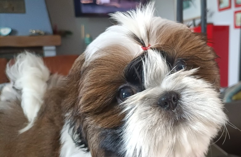 Des Merveilles Du Mas - Chiots disponibles - Shih Tzu
