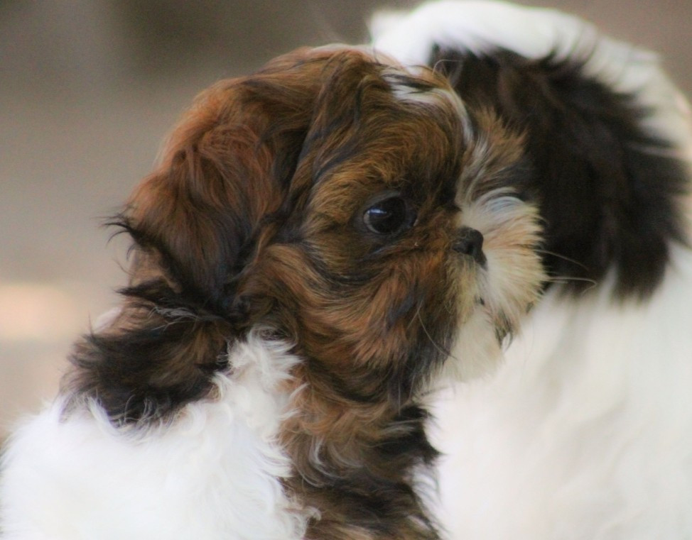 Des Merveilles Du Mas - Chiots disponibles - Shih Tzu