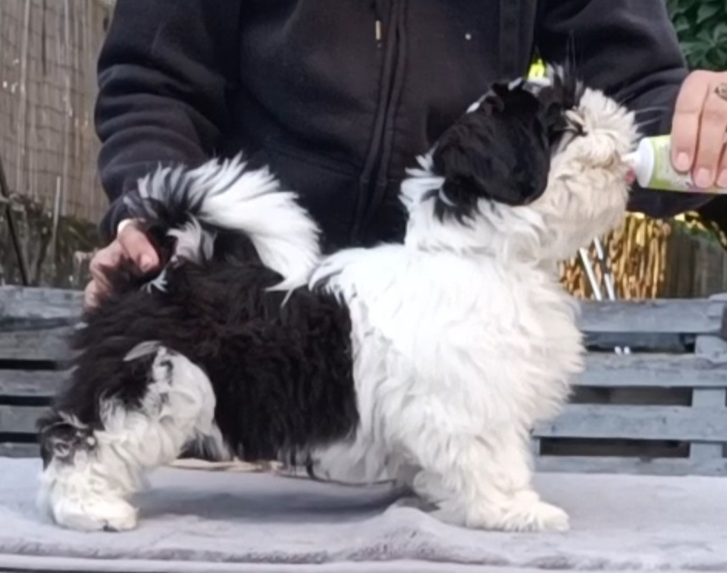 Des Merveilles Du Mas - Chiots disponibles - Shih Tzu