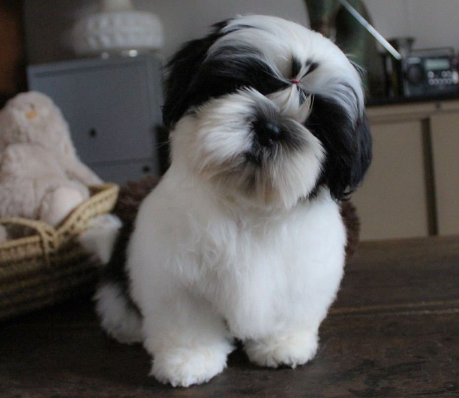 Des Merveilles Du Mas - Chiots disponibles - Shih Tzu