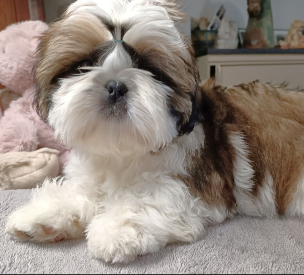 Des Merveilles Du Mas - Shih Tzu - Portée née le 16/10/2024