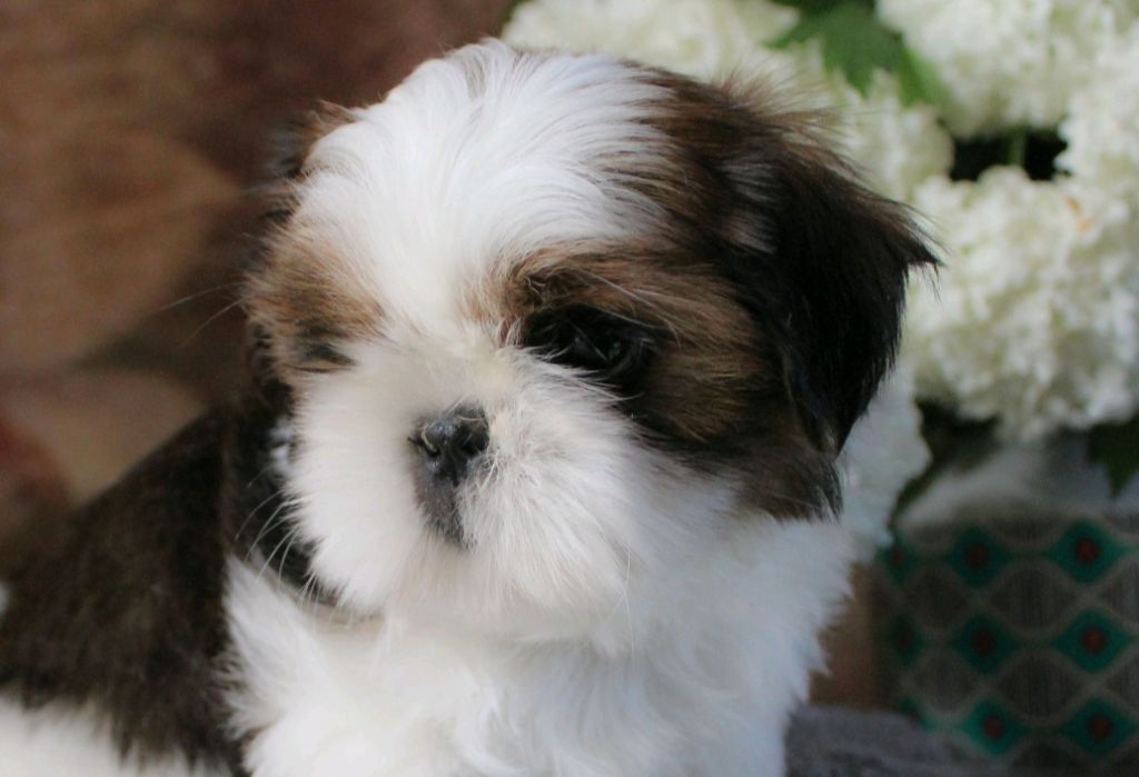 Chiot Shih Tzu Des Merveilles Du Mas
