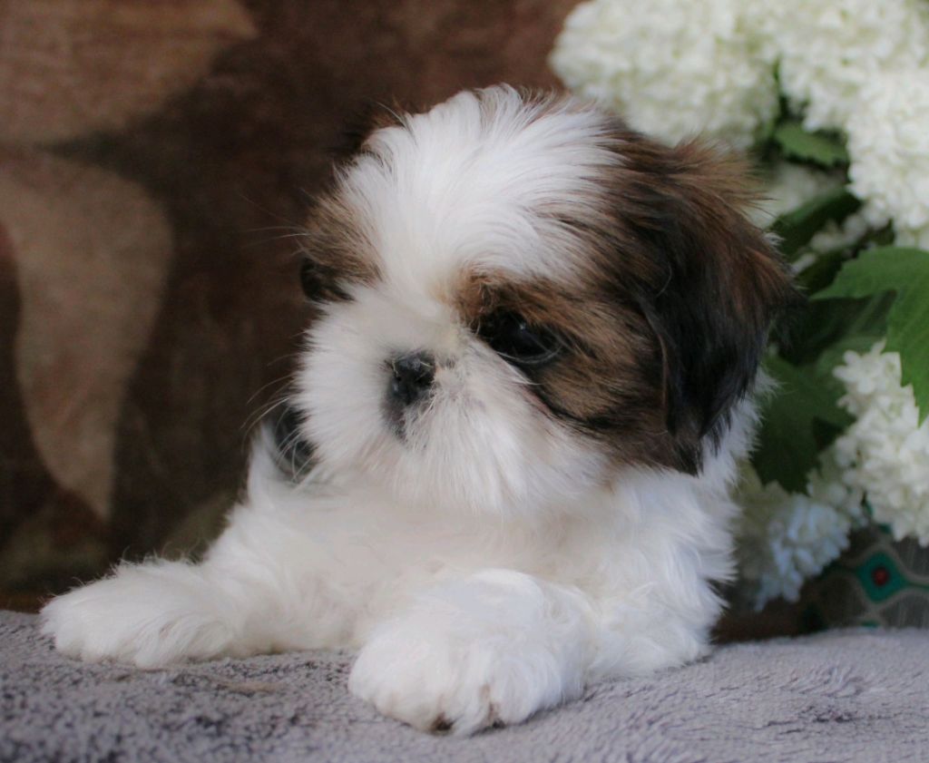 Des Merveilles Du Mas - Chiots disponibles - Shih Tzu
