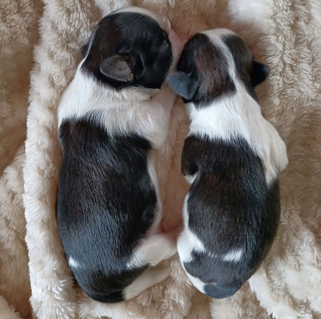 Des Merveilles Du Mas - Chiots disponibles - Shih Tzu