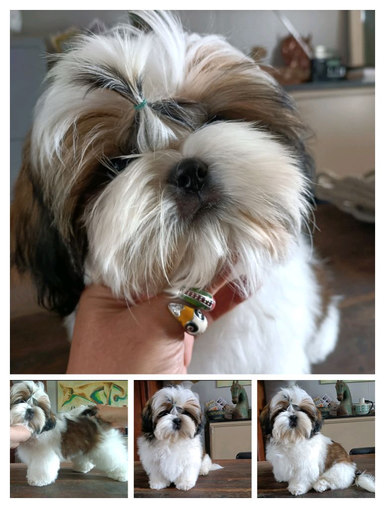 Des Merveilles Du Mas - Chiots disponibles - Shih Tzu