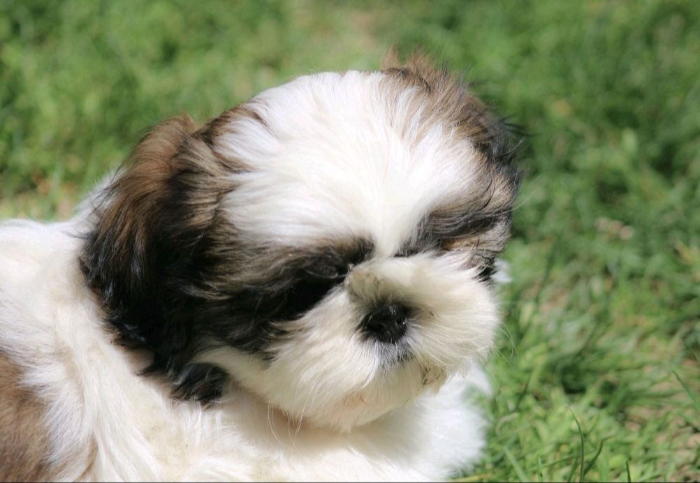 Des Merveilles Du Mas - Chiots disponibles - Shih Tzu