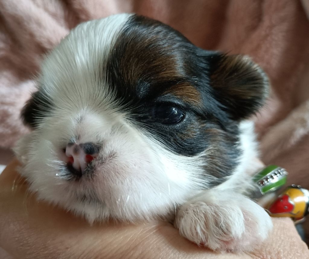 Des Merveilles Du Mas - Chiots disponibles - Shih Tzu