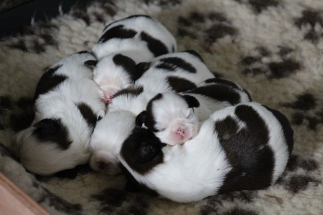 Chiot Shih Tzu Des Merveilles Du Mas