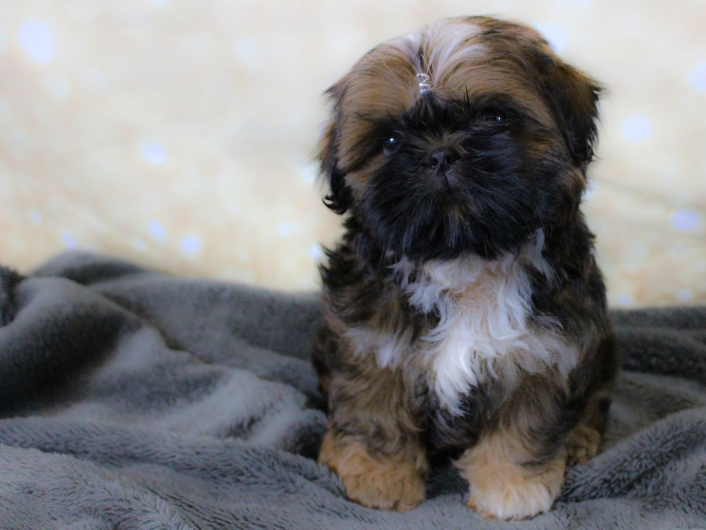 Chiot Shih Tzu Des Merveilles Du Mas