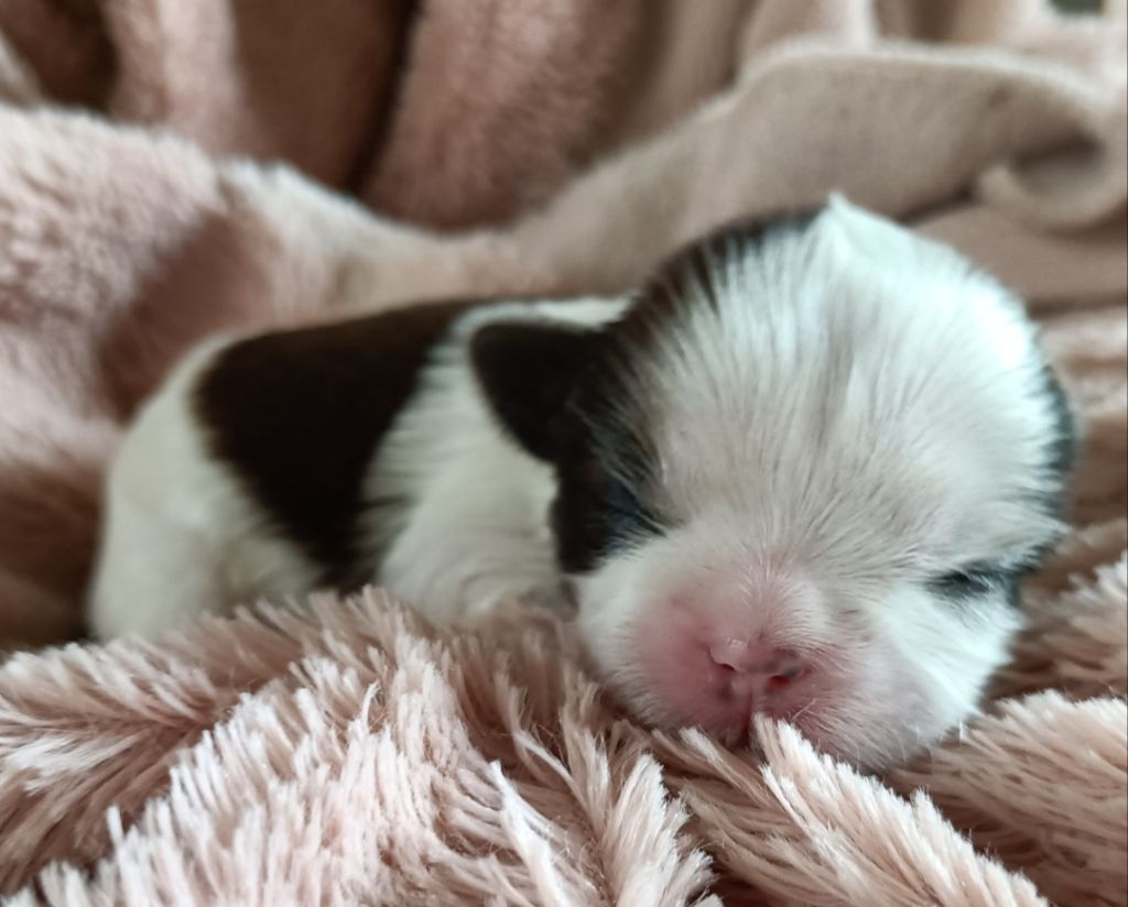 Des Merveilles Du Mas - Chiots disponibles - Shih Tzu