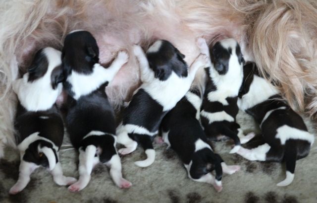 Chiot Shih Tzu Des Merveilles Du Mas