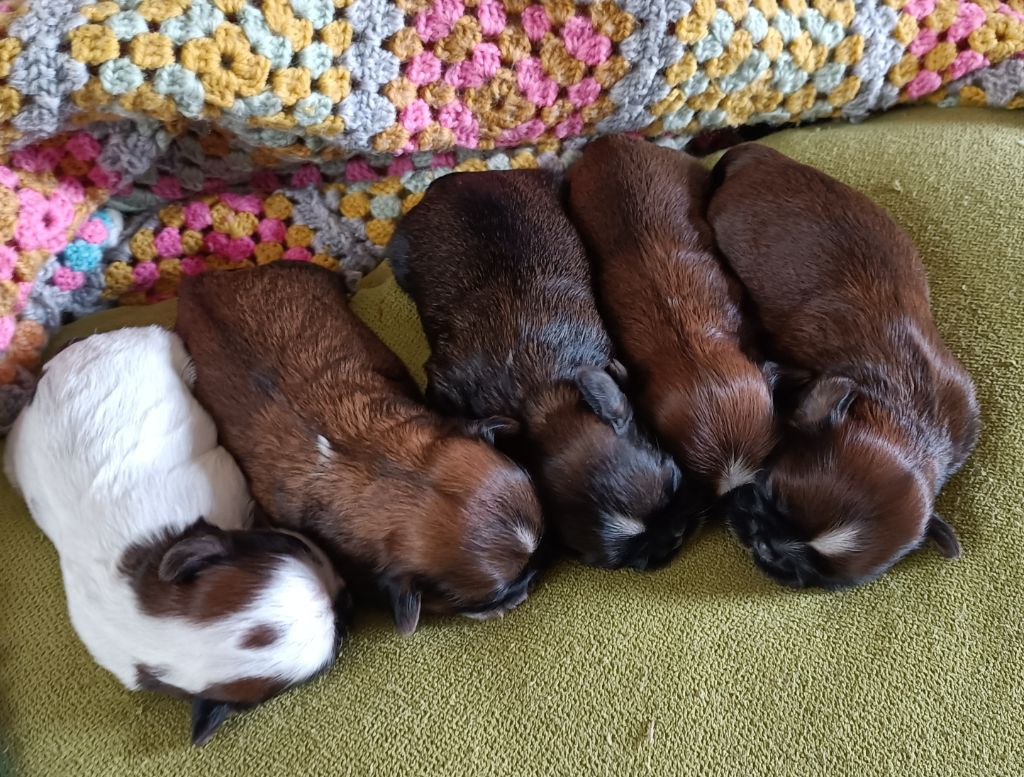 Des Merveilles Du Mas - Shih Tzu - Portée née le 08/07/2024