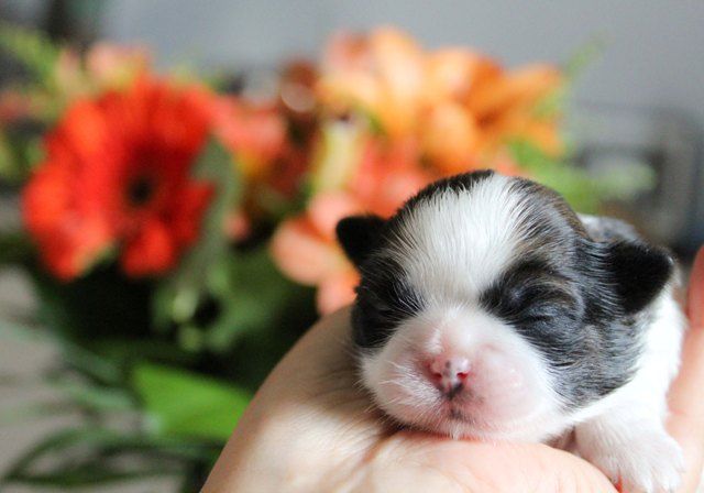 Des Merveilles Du Mas - Shih Tzu - Portée née le 14/06/2021