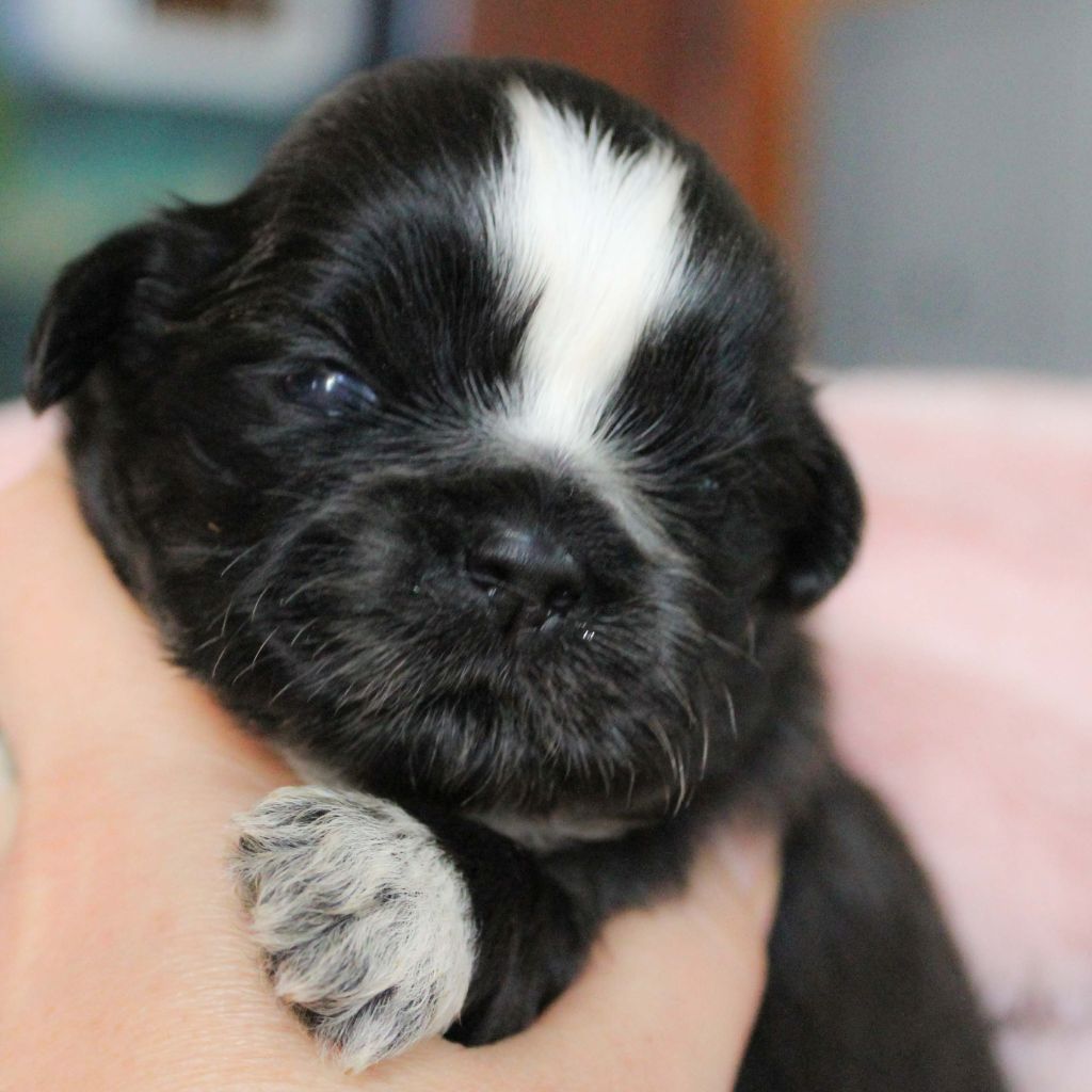 Des Merveilles Du Mas - Shih Tzu - Portée née le 07/03/2021
