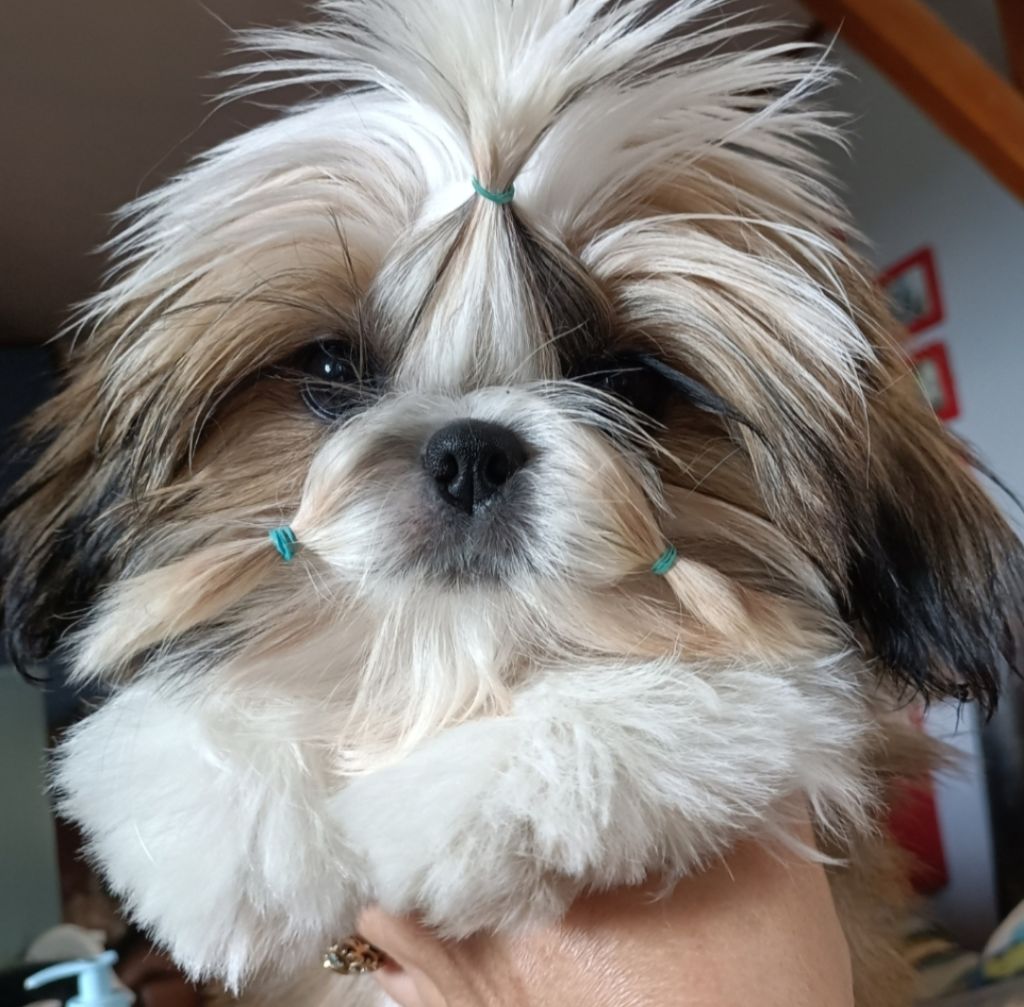 Des Merveilles Du Mas - Chiots disponibles - Shih Tzu