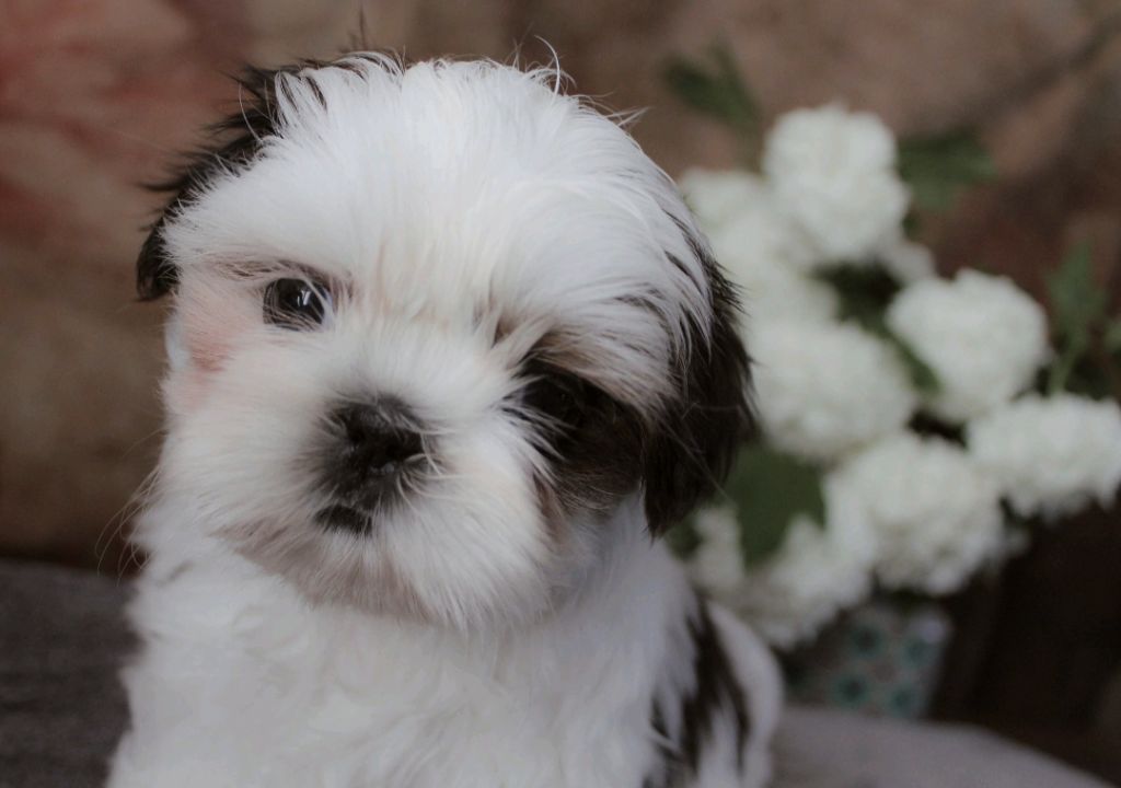 Des Merveilles Du Mas - Chiots disponibles - Shih Tzu